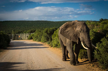 Victoria Falls to Cape Town Tour 2016 Part 2